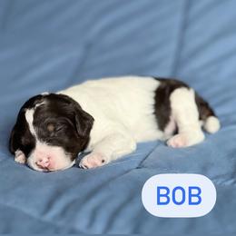 Aussiedoodle Puppies from JK Mini Doodles