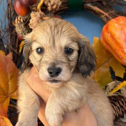 Poppy Shaded Cream 3300 - Cream female Dachshund puppy in North Branch, Michigan from Monarch Miniature Dachshunds
