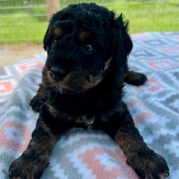 Maverick - Black phantom male Aussiedoodle puppy in Liberty, Texas from Poodles and Doodles Most Excellent Adventures