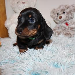 Boy 2 - Black and tan male Dachshund puppy in Craig, Colorado from Rocky Mountain Shih Tzus and Dry Creek Miniature Dachshunds