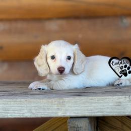 Romeo - Cream male Dachshund puppy in Nashville, Arkansas from Cuddles n Curls