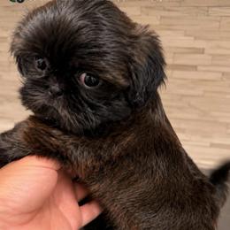 Kiwi - Red female Shih Tzu puppy in Orange, California from Shih Tzu Hauz