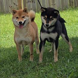 Shiba Inu puppies from Diwasou
