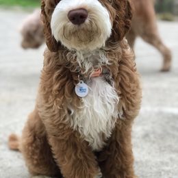 Australian Labradoodle, Bernedoodle, and Goldendoodle All Grown Up from Silver Creek Doodles