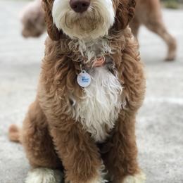 Australian Labradoodle, Bernedoodle, and Goldendoodle All Grown Up from Silver Creek Doodles