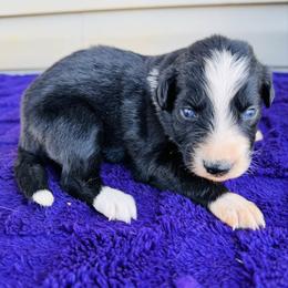 Midnight - Black & white female Australian Shepherd puppy in Charlotte, North Carolina from Awesome Aussies