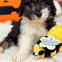 Toby - Black tri-color male Aussiedoodle puppy in Dickerson, Maryland from Pawsome Aussie Doodles and Oodles