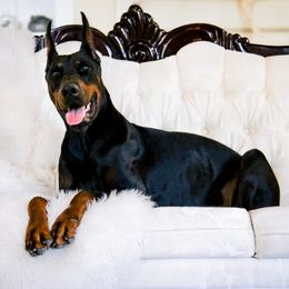 Doberman Pinscher All Grown Up from Doig Dobermans