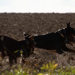 Doberman Pinscher and French Bulldog All Grown Up from The Defender Farm