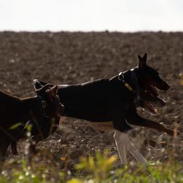 Doberman Pinscher and French Bulldog All Grown Up from The Defender Farm