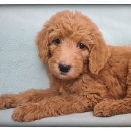 Girl 3 - Labradoodle puppy from Sharyland Pets