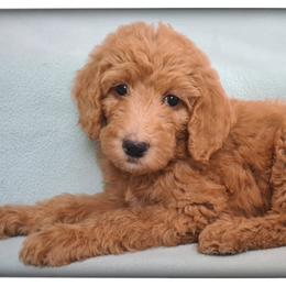 Girl 3 - Labradoodle puppy from Sharyland Pets