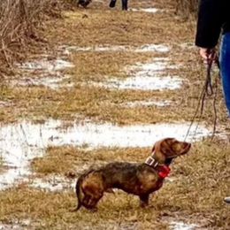 Dachshunds from Brit’s Doxie Crossing