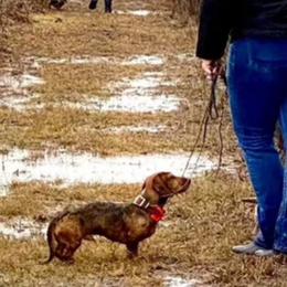 Dachshunds from Brit’s Doxie Crossing