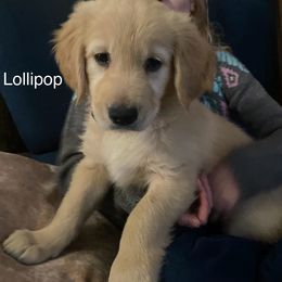 Lollipop - Light golden Golden Retriever puppy in Kalamazoo, Michigan from Wildside Acres