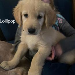 Lollipop - Light golden Golden Retriever puppy in Kalamazoo, Michigan from Wildside Acres