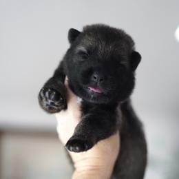 Fury - Sable female German Shepherd puppy in Coarsegold, California from Yosemite Shepherds