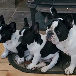 Bullmastiffs and French Bulldogs from DosMartinos, LLC