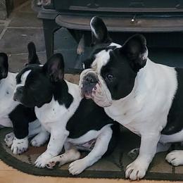 Bullmastiffs and French Bulldogs from DosMartinos, LLC