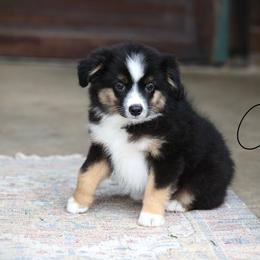Shuffle - Black tri male Miniature Australian Shepherd puppy in Prague, Oklahoma from Clay Creek Aussies