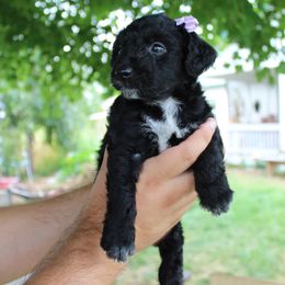 Mya - Black phantom female Aussiedoodle puppy in Hopkins, Missouri from Mowry Creek Mini Aussiedoodles and More