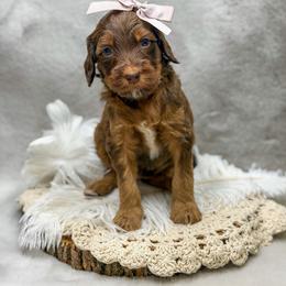 Piper - Phantom female Goldendoodle puppy in Williamson, New York from Lakeside Doodles