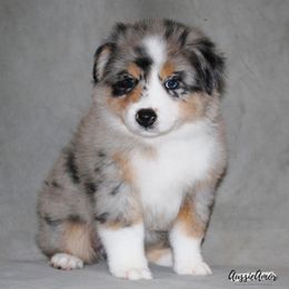 Miniature Australian Shepherd Puppies from Aussie Amor