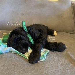 Goldendoodle Puppies from Scranton Goldendoodles
