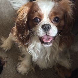Cavalier King Charles Spaniel Puppies from Family first cavaliers