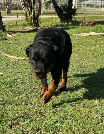 Mala - Rottweiler