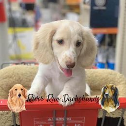 Dachshund Puppies from RRD