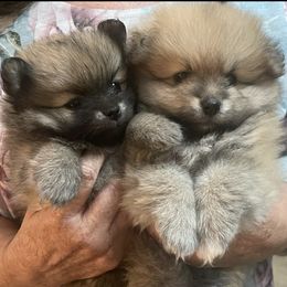 Pomeranians from Latte Pup Love