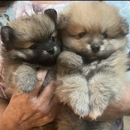Pomeranians from Latte Pup Love