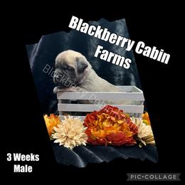 Mastiff Puppies from Blackberry Cabin Farm