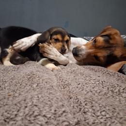 Luna - White black and tan female Beagle puppy in East Providence, Rhode Island from Amanda's Beagles