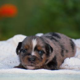 Milo - Blue merle male Miniature American Shepherd puppy in Chocowinity, North Carolina from Foxtail Hollow