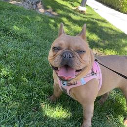 Chanelica - French Bulldog