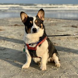 Captain Jack - Pembroke Welsh Corgi