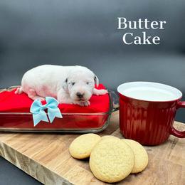 Dalmatian, Poodle, and Rhodesian Ridgeback Puppies from Ruffles, Ridges, & Spots!