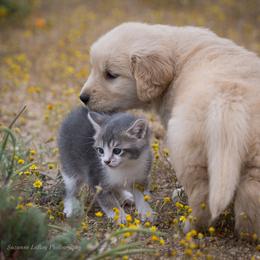 Golden Retriever Puppies from AmazingK9s