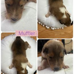 Muffler - Sable female Collie puppy in Saginaw, Michigan from DJ Critter Cove