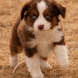 Miniature American Shepherd and Miniature Australian Shepherd Puppies from Bellewynd Acres