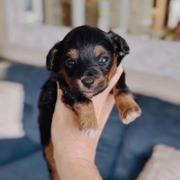 Raven - Phantom female Maltipoo puppy in West Jordan, Utah from Gem Puppies of Utah