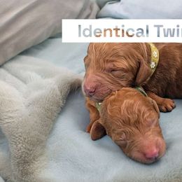 Prince Blazen Red Fire King II - Poodle puppy from Rosa Red Standard Poodles