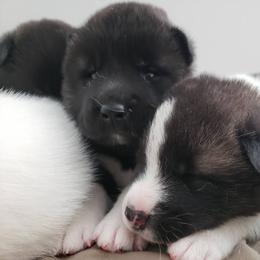 Akita Puppies from Georgia Bred Akita Bears