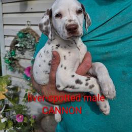 Cannon - White and liver brown male Dalmatian puppy in Burley, Idaho from Hot Diggety Dogs LLC