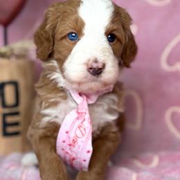 Teal-nugget - Red male Bernedoodle puppy in Yuciapa, California from AlltheDoodlez_