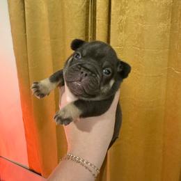 Gus - Tricolors male French Bulldog puppy in Neosho, Missouri from K2S Frenchies