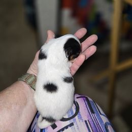 Girl 1 - White black and tan female Papillon puppy in Forest City, North Carolina from Eastern Papillions