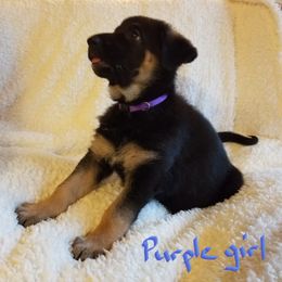 German Shepherd Puppies from Sevilla German Shepherds